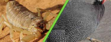 Por qué muchos en Brasil están utilizando la gallina de guinea contra la terrible plaga de escorpiones 