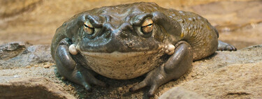 La última prometedora droga contra la depresión tiene un origen sorprendente: el veneno alucinógeno de un sapo