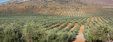 Algo raro pasa con el precio del aceite de oliva y los agricultores acaban de denunciarlo: hay hasta 2.800 millones en juego