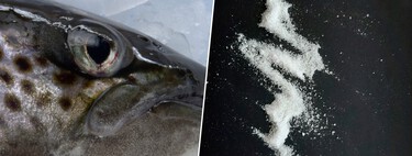 Estamos drogando a los salmones con cocaína y ansiolíticos. Y eso está provocando que se comporten de forma extraña