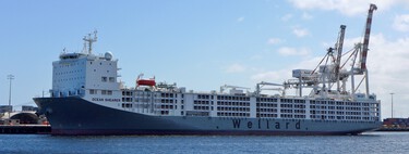 Un "macro establo" flotante: el barco que transporta a más de 75.000 ovejas a través de los océanos